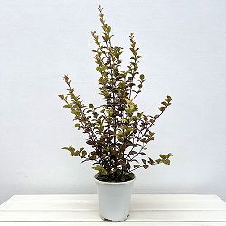 ロフォミルタス：ブラタ　5号鉢植え
