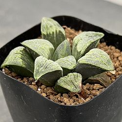 ハオルチア：花咲銀城特B×白銀粉雪　2.5号スクエア鉢