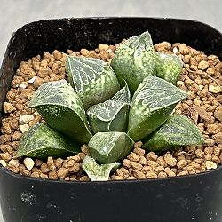 ハオルチア：ハート窓（チョコバーx紫金城　KWSー１）2.5号鉢植え