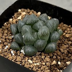 ハオルチア：紫オブツーサ　2.5号鉢植え*