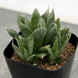 ハオルチア：オブボルN１（オブツーサxボルシー）2.5号鉢植え