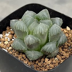 ハオルチア：カラフルオブ＃６（黒オブツーサ錦xOB１）2.5号鉢植え