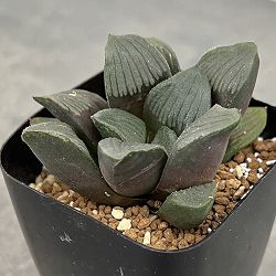 ハオルチア：夜想の森マークツー　2.5号鉢植え