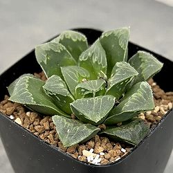 ハオルチア：レツーサ交配種　2.5号鉢植え