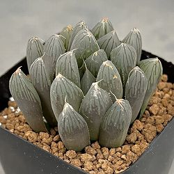 ハオルチア：ルージュ（オブツーサ交配種）　2.5号鉢植え