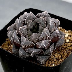 ハオルチア：紅岩（オブツーサ交配種）　2.5号鉢植え