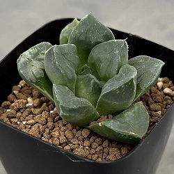 ハオルチア：ムチカ　2.5号鉢植え
