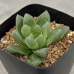 ハオルチア：流星（美裏窓）2.5号鉢植え