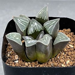 ハオルチア:ムチカホワイトウィドー 2.5号鉢植え