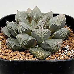 ハオルチア：水晶オブツーサ　3号スクエア鉢