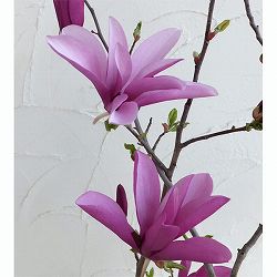 ガールマグノリア3号ポット