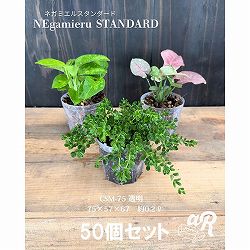 スリット鉢（透明）：ネガミエルスタンダード2.5号 50個セット