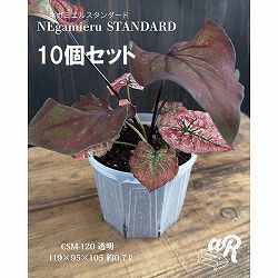 スリット鉢（透明）：ネガミエルスタンダード4号 10個セット