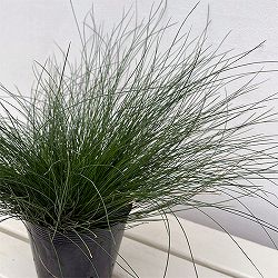 カレックス :ダヴァリアーナ5号ポット