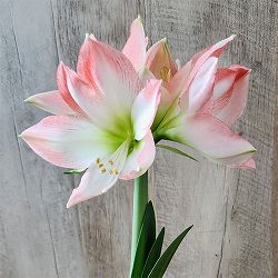 アマリリス：マジックアマリリス・ブラックレーベル シャインドリーム