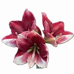 アマリリス：マジックアマリリス・ブラックレーベル アメリカンドリーム