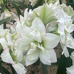 アマリリス：マジックアマリリス・ブラックレーベル スノードリーム