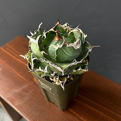 アガベ：チタノタ　白鯨　3号鉢植え25-01