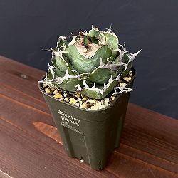 アガベ：チタノタ　白鯨　3号鉢植え25-02