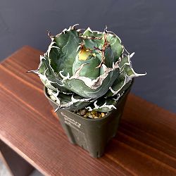 アガベ：チタノタ　白鯨　3号鉢植え25-04