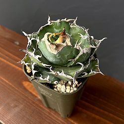 アガベ：チタノタ　白鯨　3号鉢植え25-05
