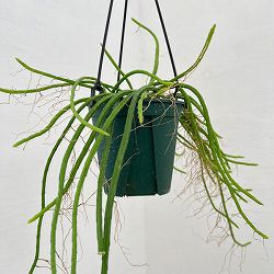 リプサリス：ヘルニケレウス　4.5号吊り鉢