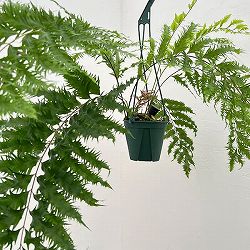 ドリナリア：リキドラ4.5号鉢植え