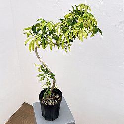シェフレラ：アングスティフォリア　斑入り　5号鉢植え