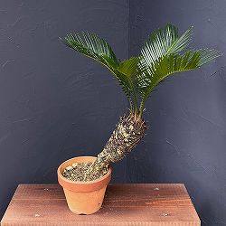ソテツ（蘇鉄）5号陶器鉢25-03