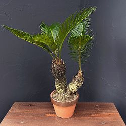 ソテツ（蘇鉄）4号陶器鉢植え25-07