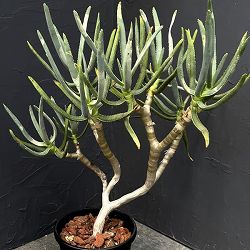 アロエ：ラモシシマ　6号25-01