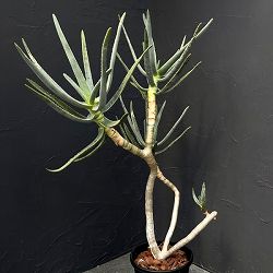 アロエ：ラモシシマ　6号25-02