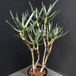 アロエ：ラモシシマ　6号25-03