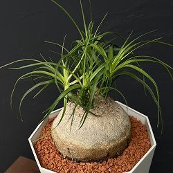 トックリラン　7号鉢植え25-01