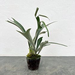 ビカクシダ(コウモリラン): ベイチー ワイルドリーフ 3号ポット*