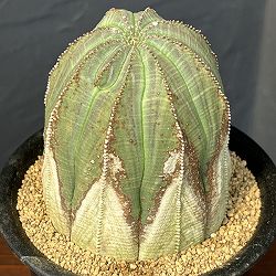 ユーフォルビア：オベサ・オールドタイプ3.5号鉢植え25-01