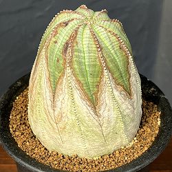 ユーフォルビア：オベサ・オールドタイプ3.5号鉢植え25-02