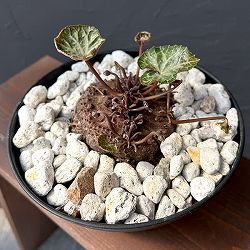 シクラメン：ツヴァイ　コーデックス仕立て7号鉢植え25-01