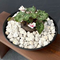 シクラメン：ツヴァイ　コーデックス仕立て7号鉢植え25-02