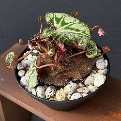 シクラメン：ツヴァイ　コーデックス仕立て7号鉢植え25-03