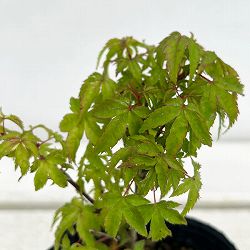 モミジ（カエデ）：清姫（キヨヒメ）4号鉢植え
