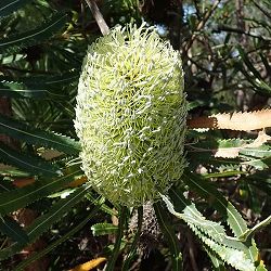 バンクシア | 商品一覧 | 園芸ネット