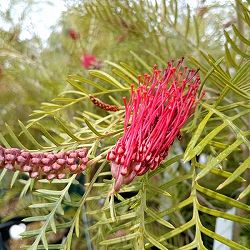 グレビレア：レッドフックス4号ポット