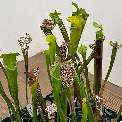 サラセニア：品種おまかせ　2号ポット