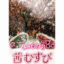 ギョリュウバイ：アカネムスビ3号ポット