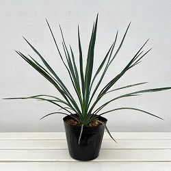 ユッカ:ブルーセントリー 5号ポット