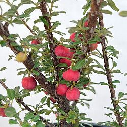 コトネアスター：ホリゾンタリス（シロシタン）4号ポット