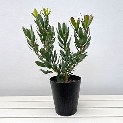 リューカデンドロン：グクラ 5号鉢植え