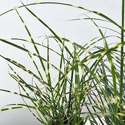 ミスキャンタス:ストリクタス ドワーフ3.5号ポット