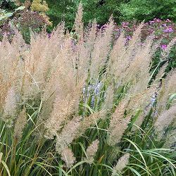 カラマグロスティス:ブラキトリカ3.5号ポット